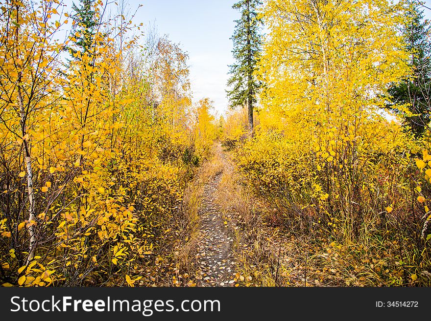 Autumn path in the woods