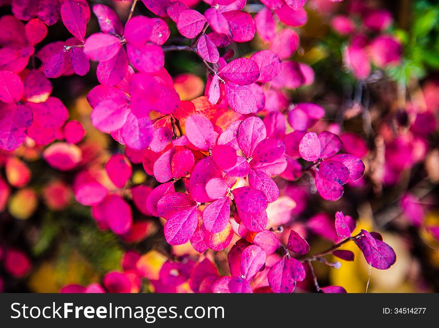 Blueberry bush berries with autumn leaves