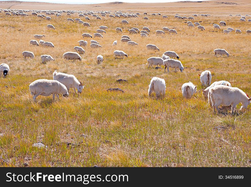 Sheep under the sun in the prairie winter. Sheep under the sun in the prairie winter