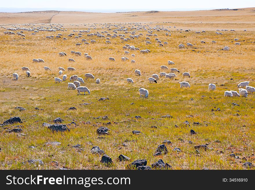 Sheep under the sun in the prairie winter. Sheep under the sun in the prairie winter