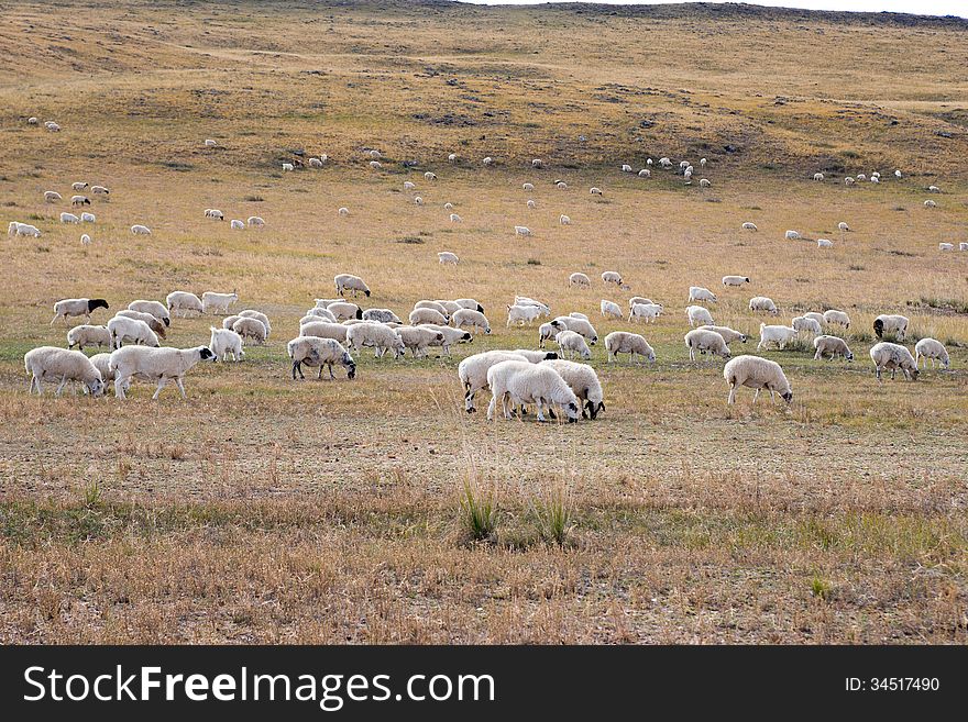 Flock of sheep grazing on a field in the countryside of Neimenggu. Flock of sheep grazing on a field in the countryside of Neimenggu