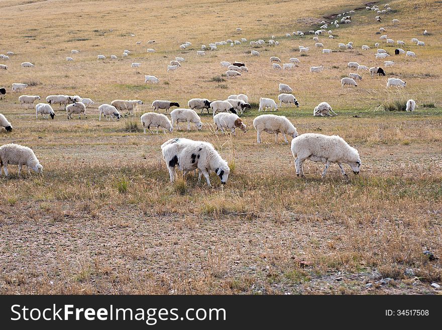 Flock of sheep grazing on a field in the countryside of Neimenggu. Flock of sheep grazing on a field in the countryside of Neimenggu