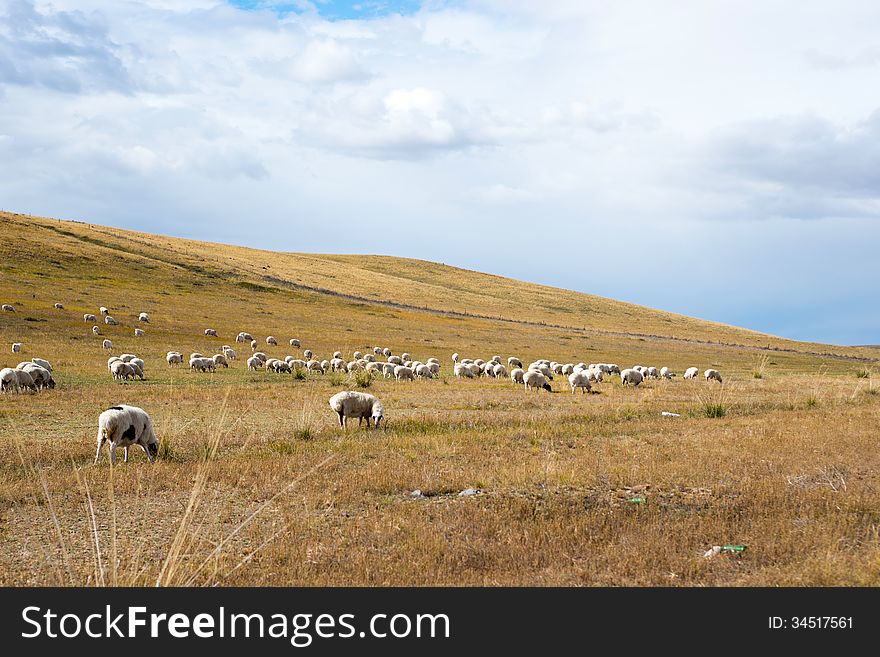 Flock of sheep grazing on a field in the countryside of Neimenggu. Flock of sheep grazing on a field in the countryside of Neimenggu