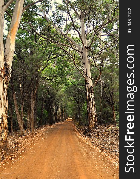 Road through forest in Western Australia