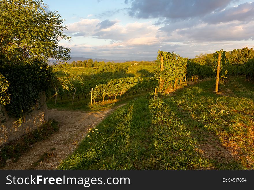 Rows of vineyards on a summer evening