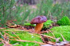 Boletus Mushroom In Moss Stock Photography Boletus Mushroom In Moss Stock Photography