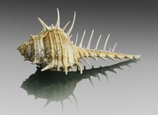Murex Seashell. Stock Photo Murex Seashell. Stock Photo