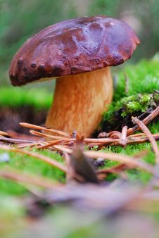 Boletus Mushroom In Moss Stock Images Boletus Mushroom In Moss Stock Images