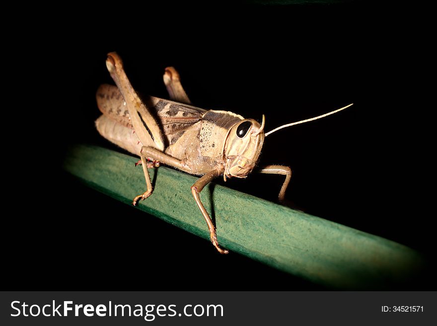 Grasshopper on green steel tubing against a dark background.