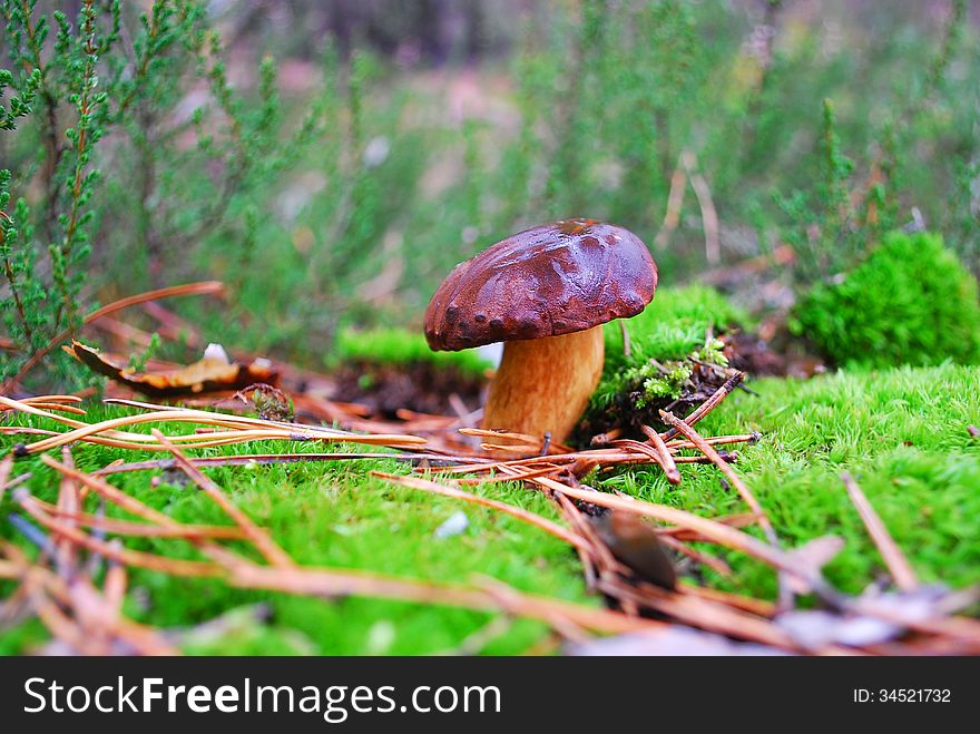 Boletus mushroom in moss