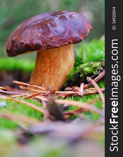 In the autumn forest after the rain, boletus mushroom in moss