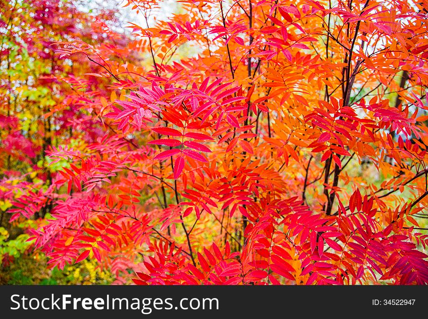 Bright rowan branches with foliage. Bright rowan branches with foliage