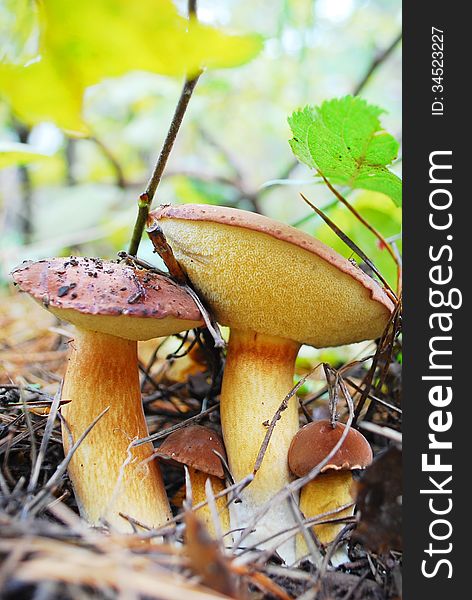 In the autumn forest after rain, boletus edulis family. In the autumn forest after rain, boletus edulis family.