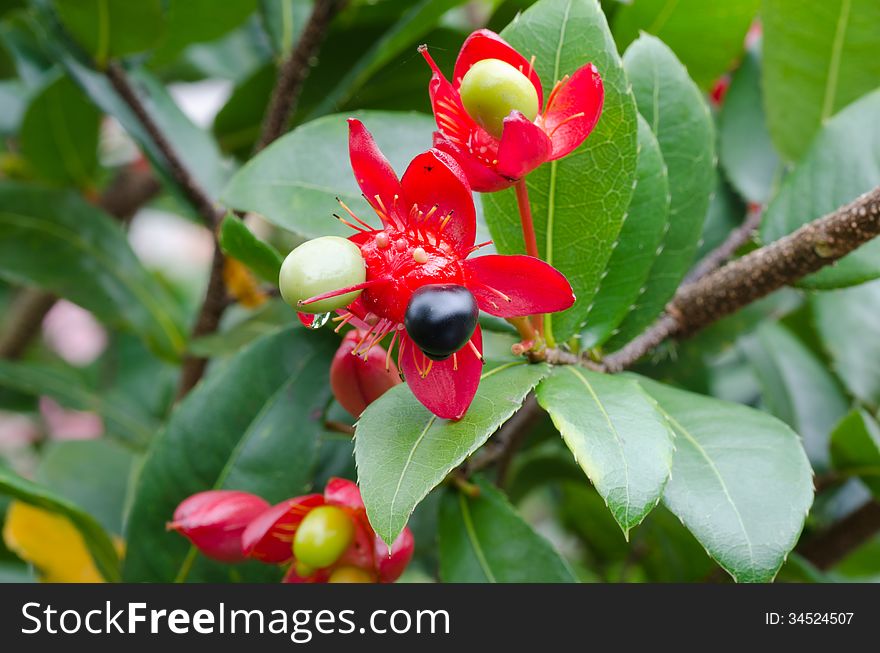 Micky mouse flower (Ochna kirkii Oliv).