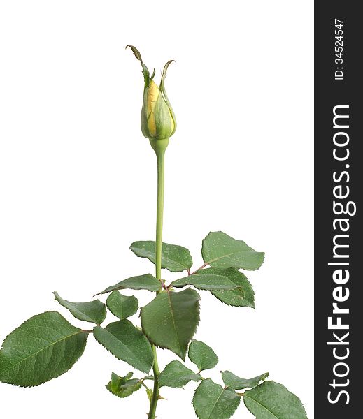 Rose bud isolated on white background