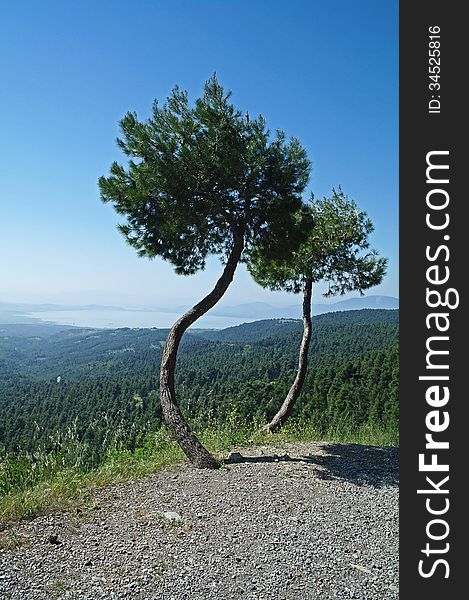 Looking down past windswept trees towards hills and sea on the island of Evia in Greece. Looking down past windswept trees towards hills and sea on the island of Evia in Greece.