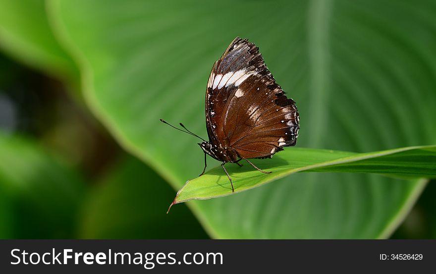 Photo of butterfly on the leaf in Botanic Garden, tropical house. Riga, Latvia. Photo of butterfly on the leaf in Botanic Garden, tropical house. Riga, Latvia.