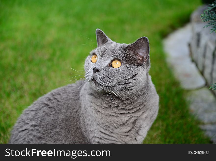 Photo of British Blue cat. Pets portrait.