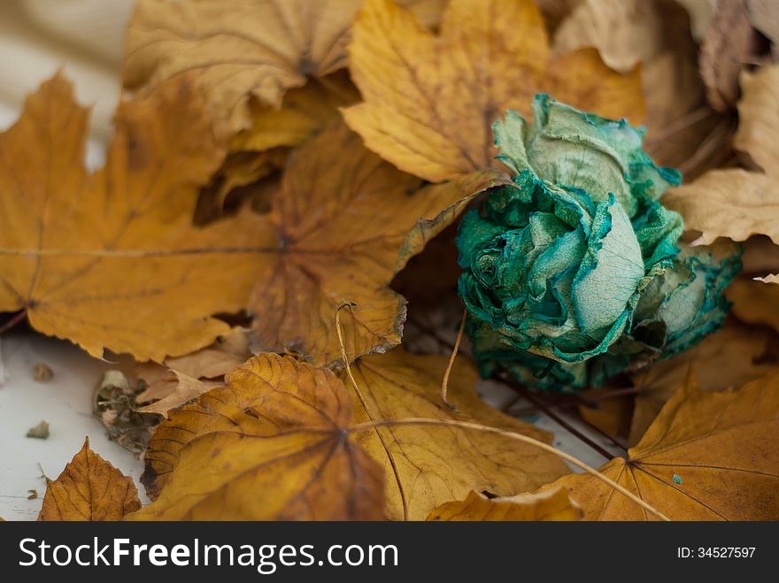 blue dry rose on a background of yellow fallen autumn leaves