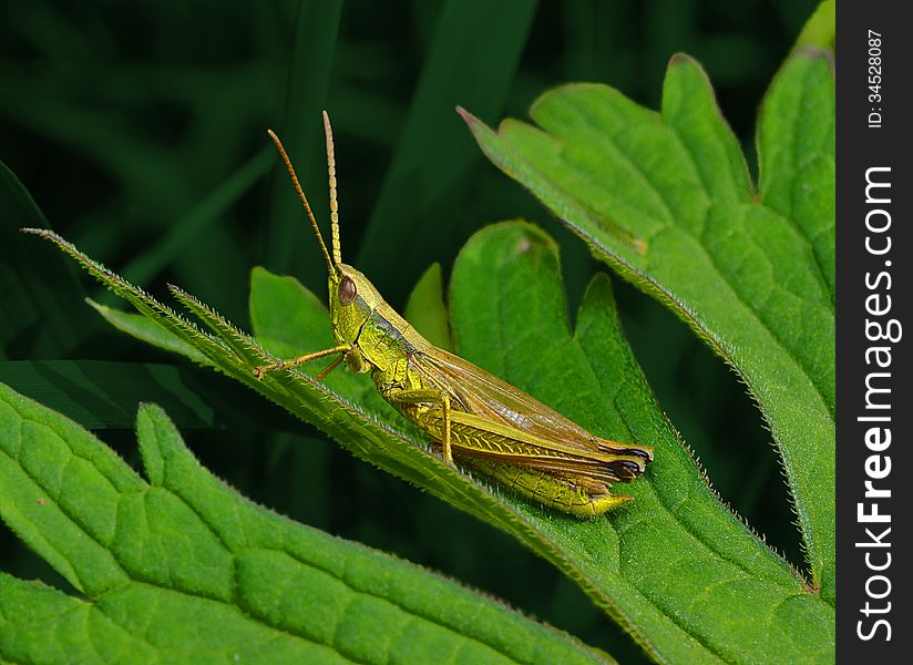 Grasshopper on a leaf