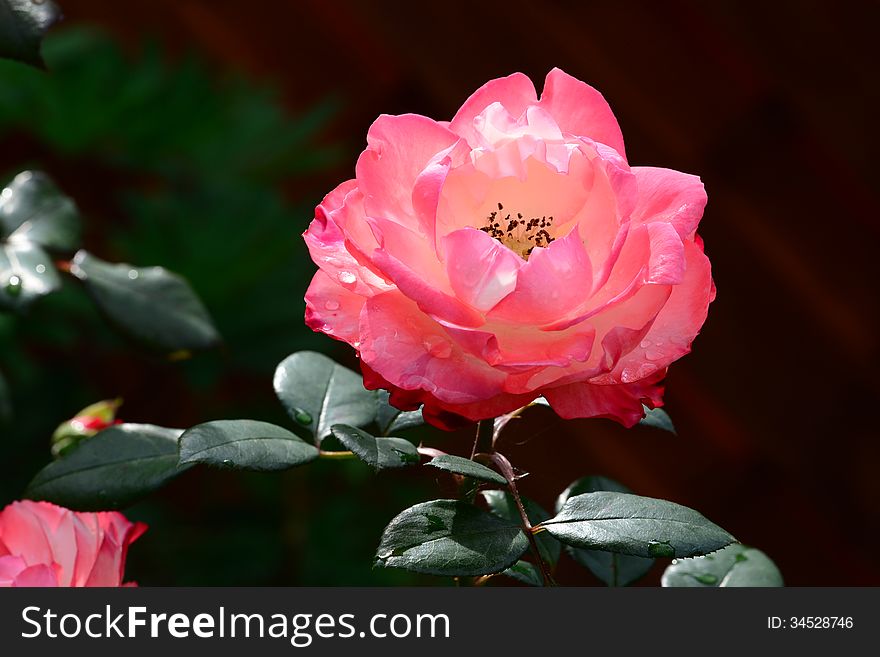 Photo of pink rose flower with water drops on the petals.