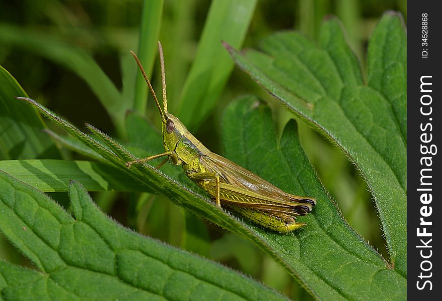 Grasshopper on grass with antennas and drawing on his feet. Grasshopper on grass with antennas and drawing on his feet