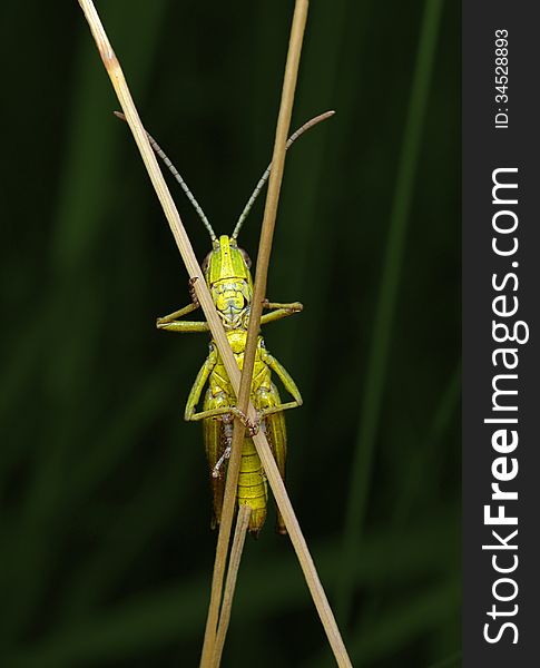 Grasshopper on straws with a dark background