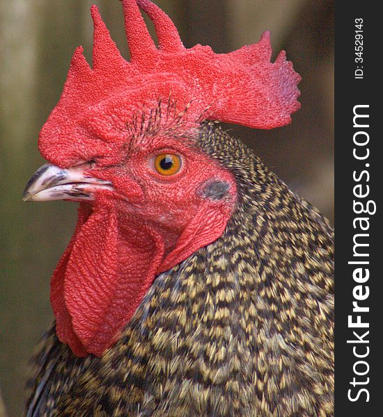 Close up of a roosters head. Close up of a roosters head.