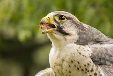 Peregrine Falcon Eating Stock Images Peregrine Falcon Eating Stock Images