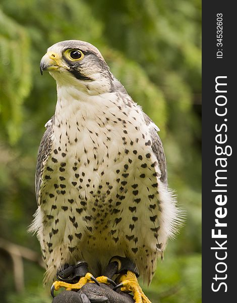 Peregrine falcon with a proud look