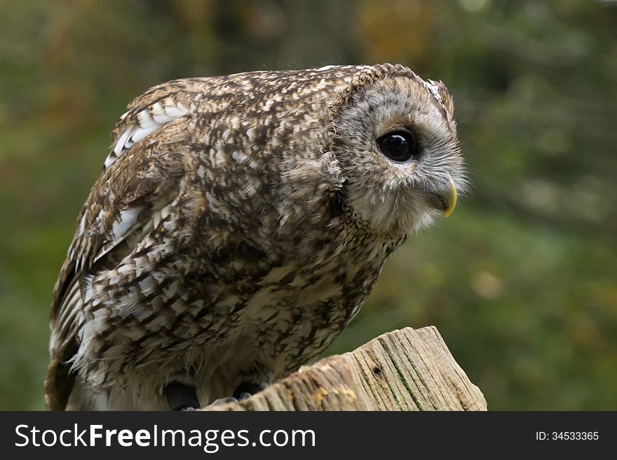 Portrait of a tawny owl on a tree trunk