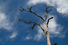 Dead Tree Stock Image Dead Tree Stock Image