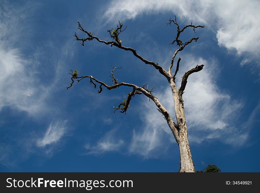 Dead tree without leaves on blue sky