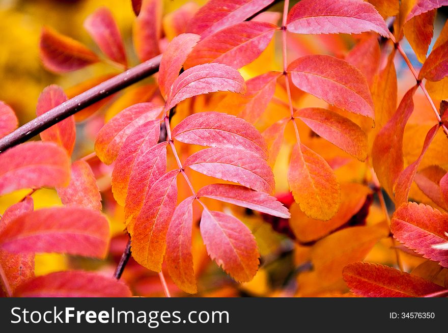 Multicolored paint autumn Rowan