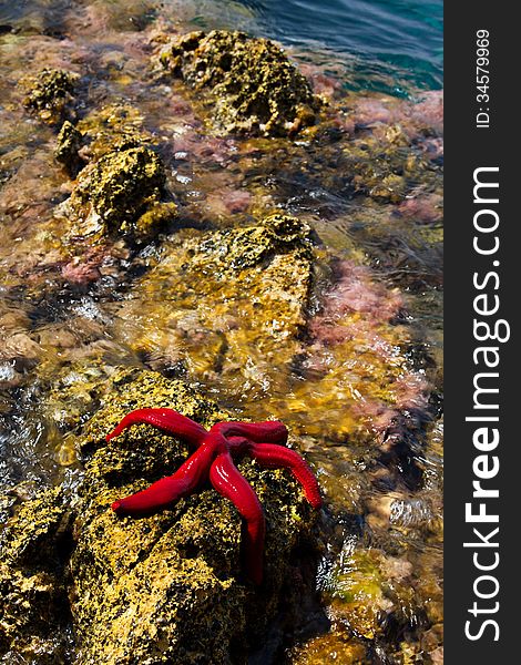 A red starfish in Croatia.