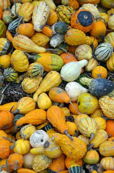 Colorful Autumn Gourds Stock Images Colorful Autumn Gourds Stock Images