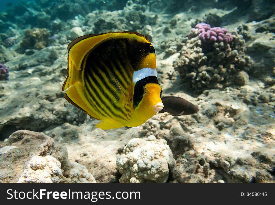 Yellow butterfly fish in Red sea, Egypt.