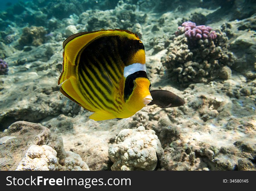 Butterfly Fish