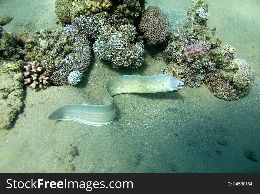 A photography of small Geometric moray in Red sea.