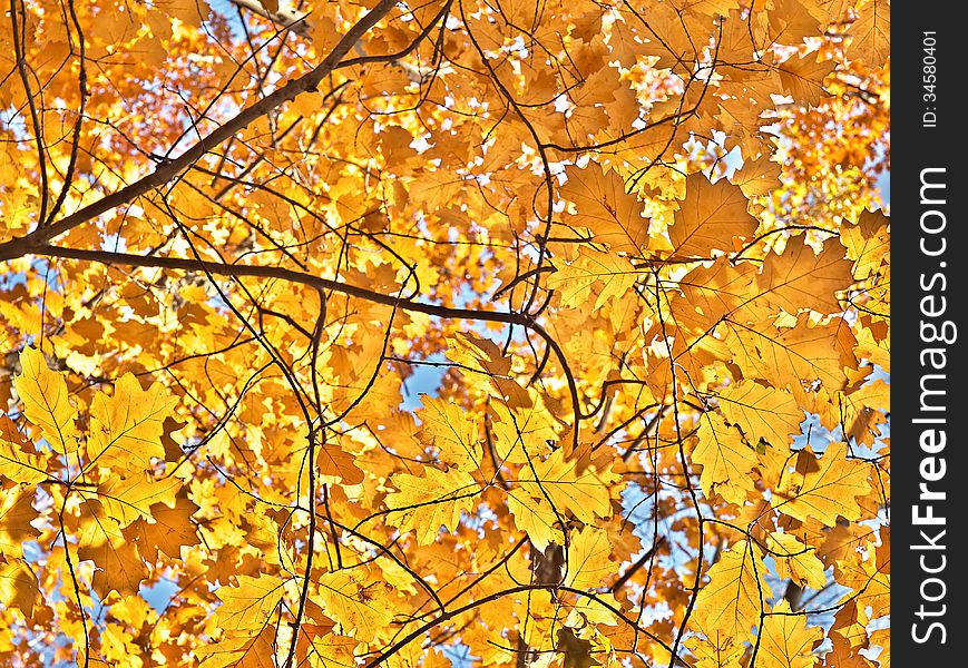 Autumn leaves on a sunny day against the sky