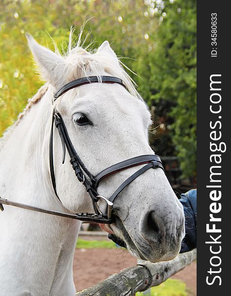 White horse for dressage close-up