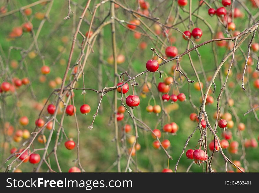 Many small apples on the branches of a tree in autumn