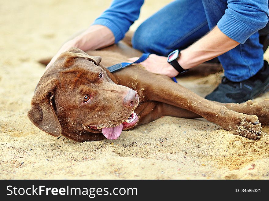 Labrador Dog On The Sand