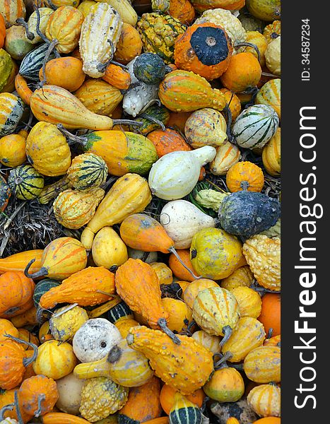 Colorful harvest of gourds and pumpkins. Colorful harvest of gourds and pumpkins