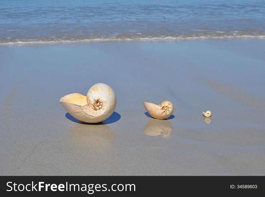 Beautiful Beach With Three Large Shells