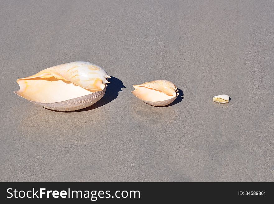 Sand beach with three large cone shells in a line. Sand beach with three large cone shells in a line