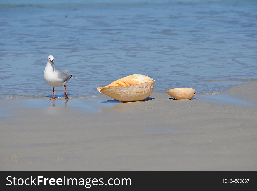 Curious Seagull With Shells On A Tropical Beach