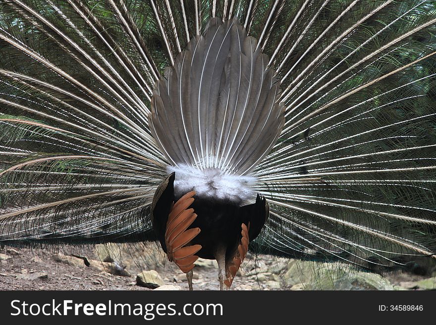 A peacock showing its tail feathers at the zoo. A peacock showing its tail feathers at the zoo.