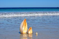 Beautiful Beach With Large Cone Shells Vertical Stock Photo Beautiful Beach With Large Cone Shells Vertical Stock Photo