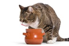 Hungry Tabby Cat Royalty Free Stock Images